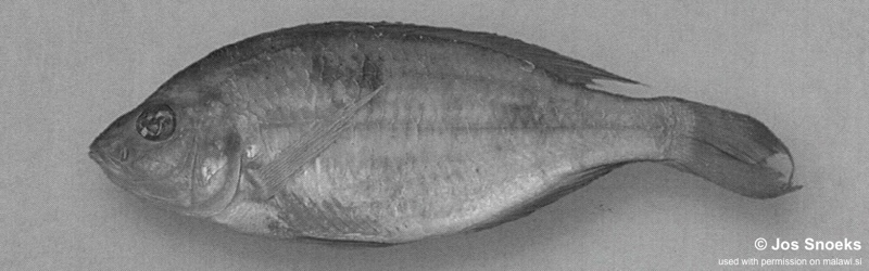 Otopharynx sp. 'flat jaw' Senga Bay